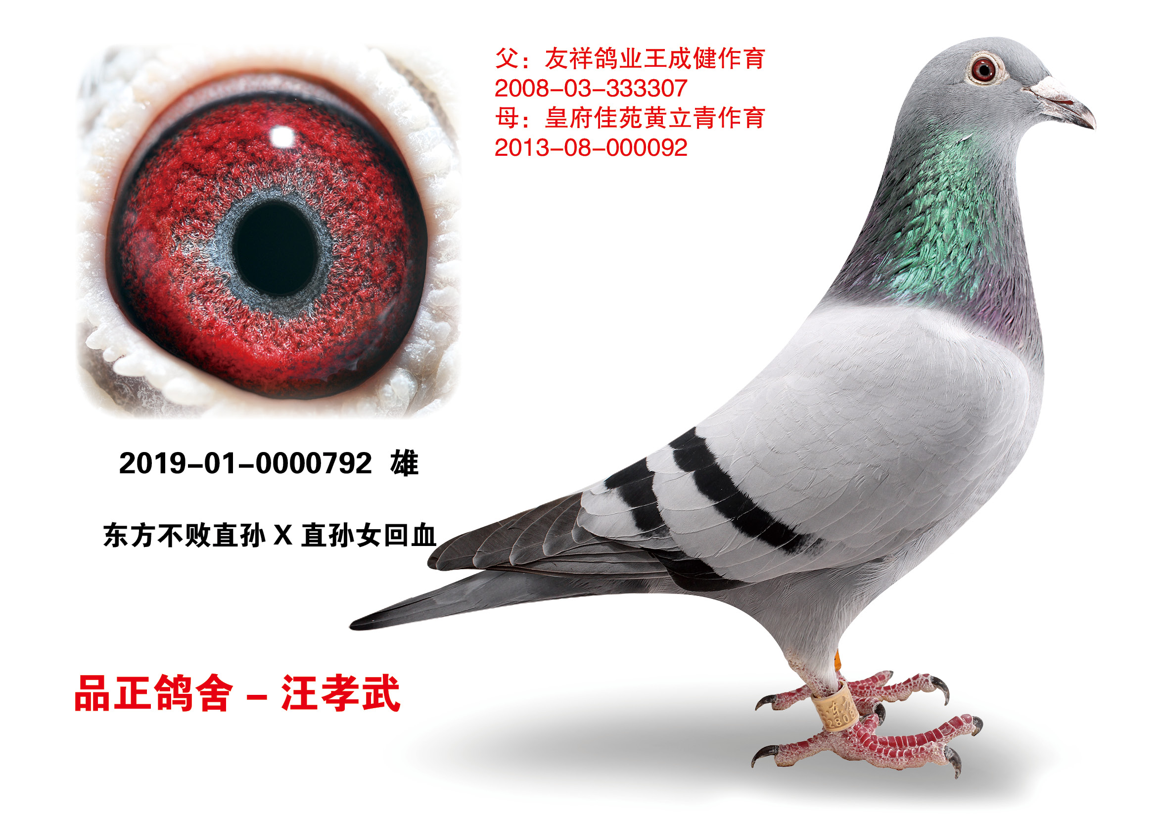 东方不败_品正鸽舍-中信网爱鸽商城