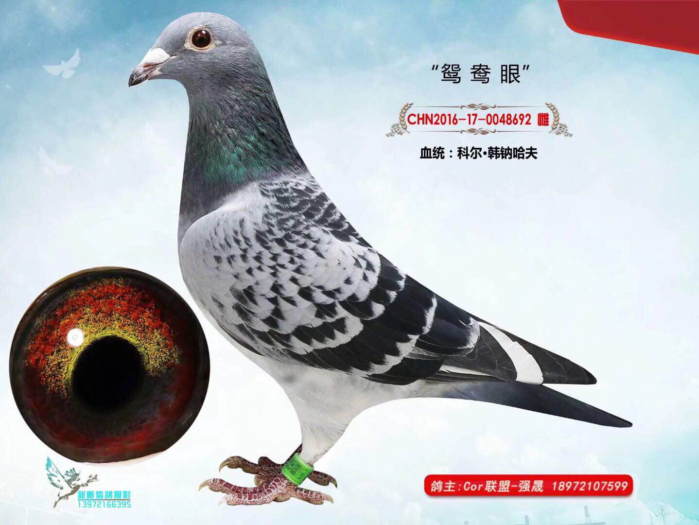 "鸳鸯眼"-荆州硕祥鸽业-中信网爱鸽商城