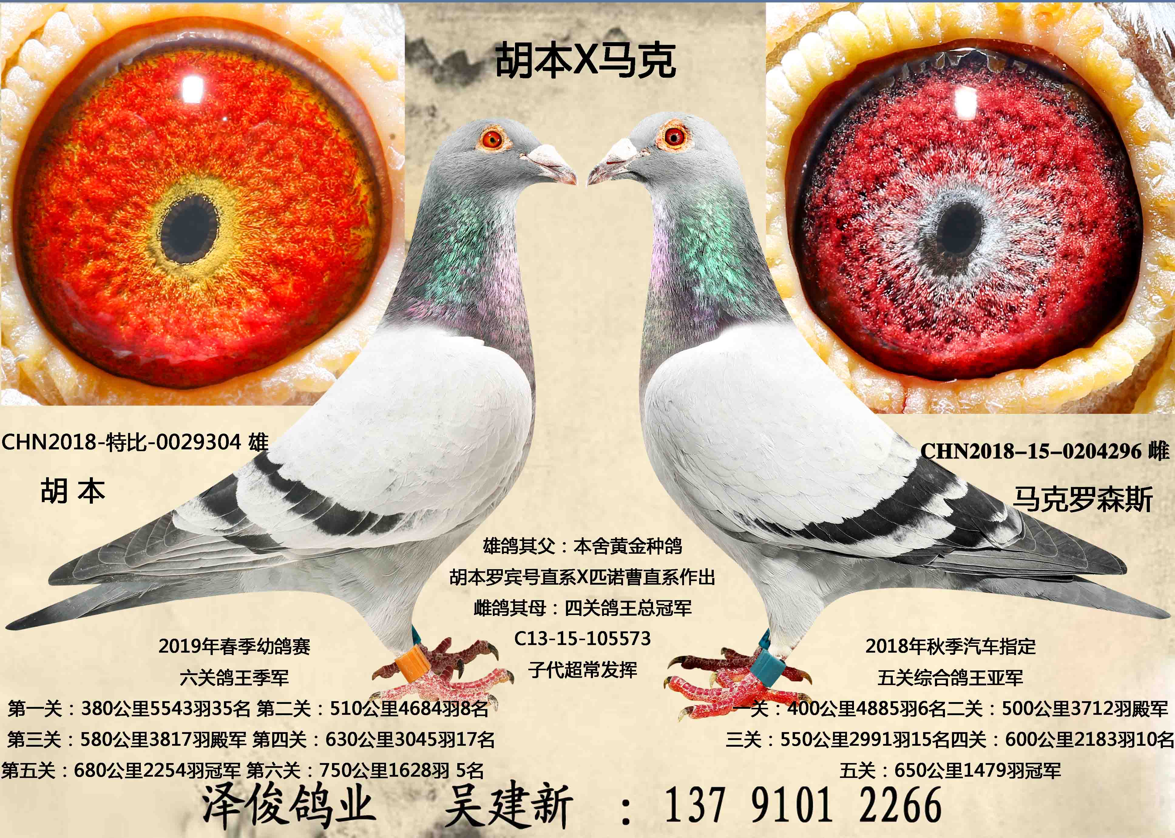 胡本x马克罗森斯