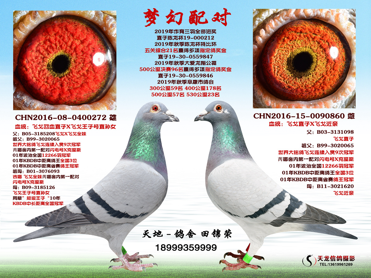 飞戈梦幻配对