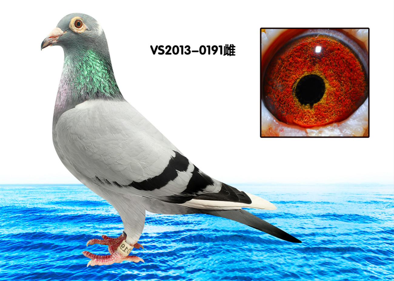 ɣʿW늽ͯѪϵ191̖(ho)