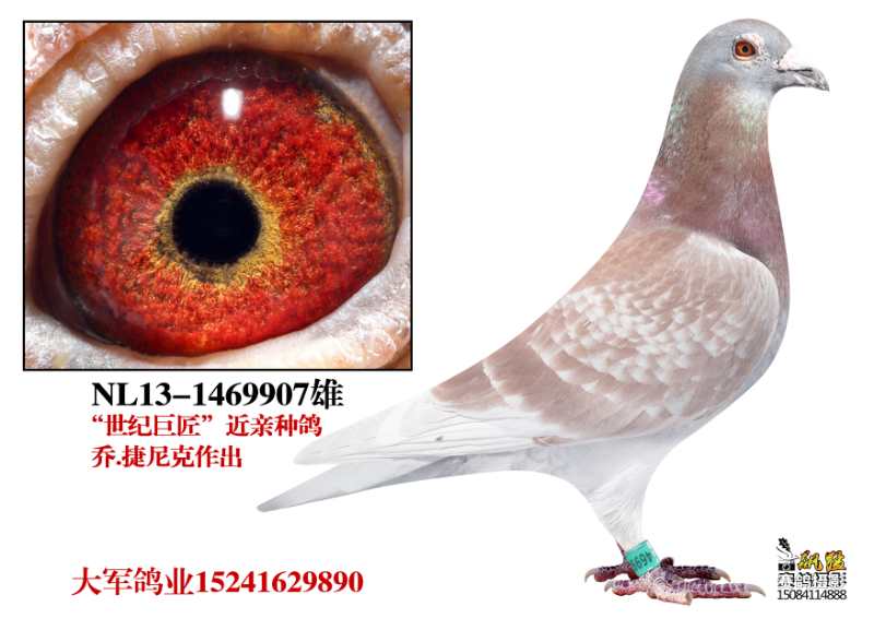 世纪巨匠 近亲种鸽