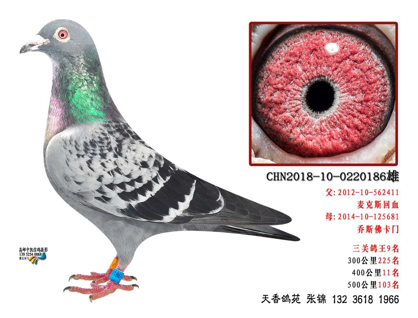 乔斯佛卡门_天香鸽苑_ ag188.com爱鸽商城_中信网