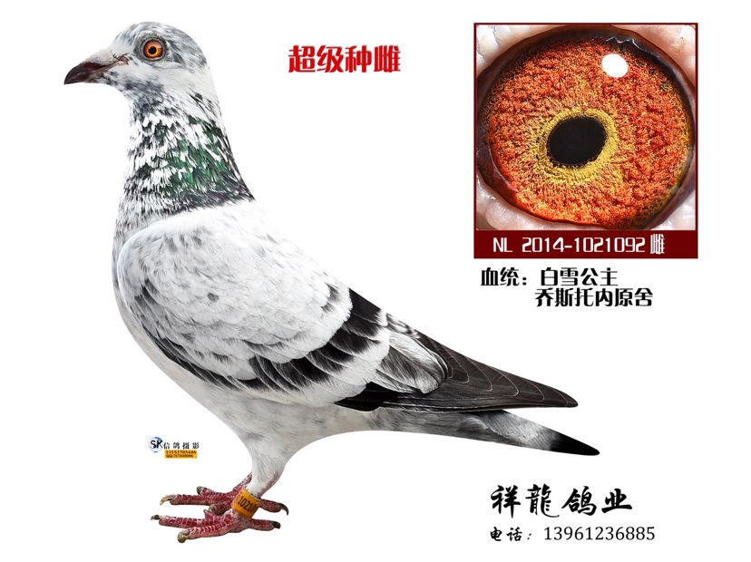 ѩ