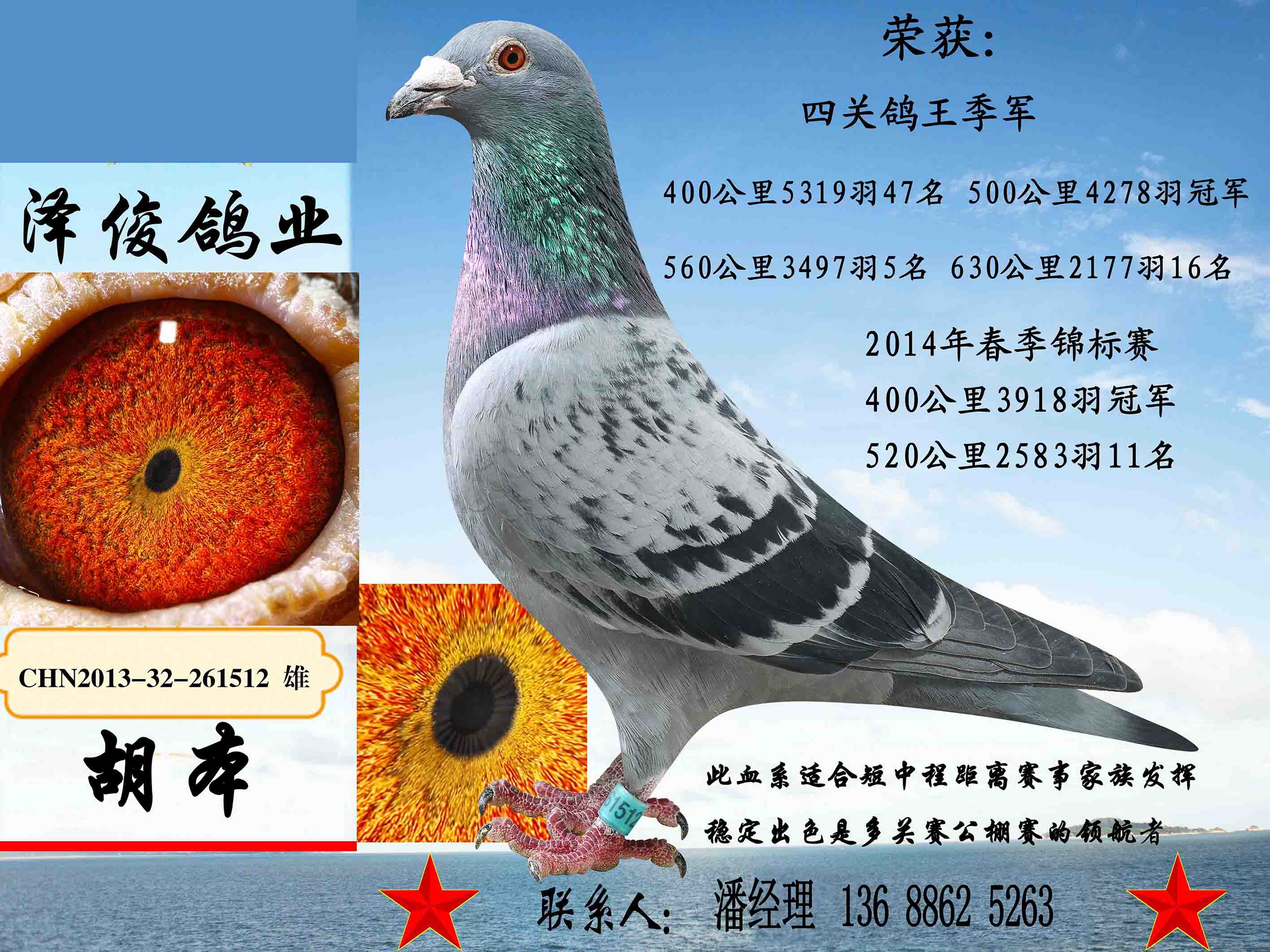 胡本1512_泽俊鸽业-中信网爱鸽商城