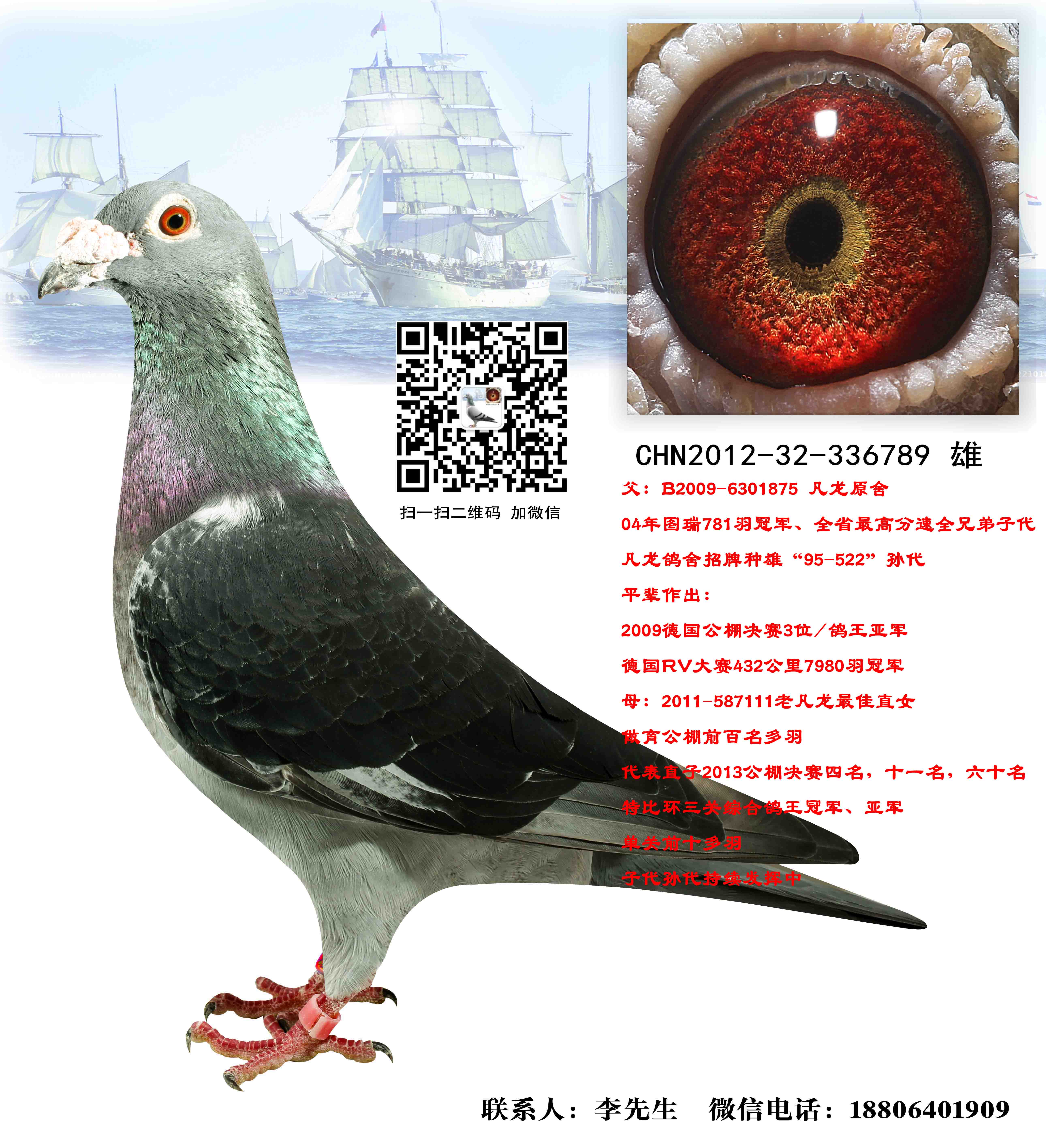 凡龙_中国远洋鸽业-中信网爱鸽商城
