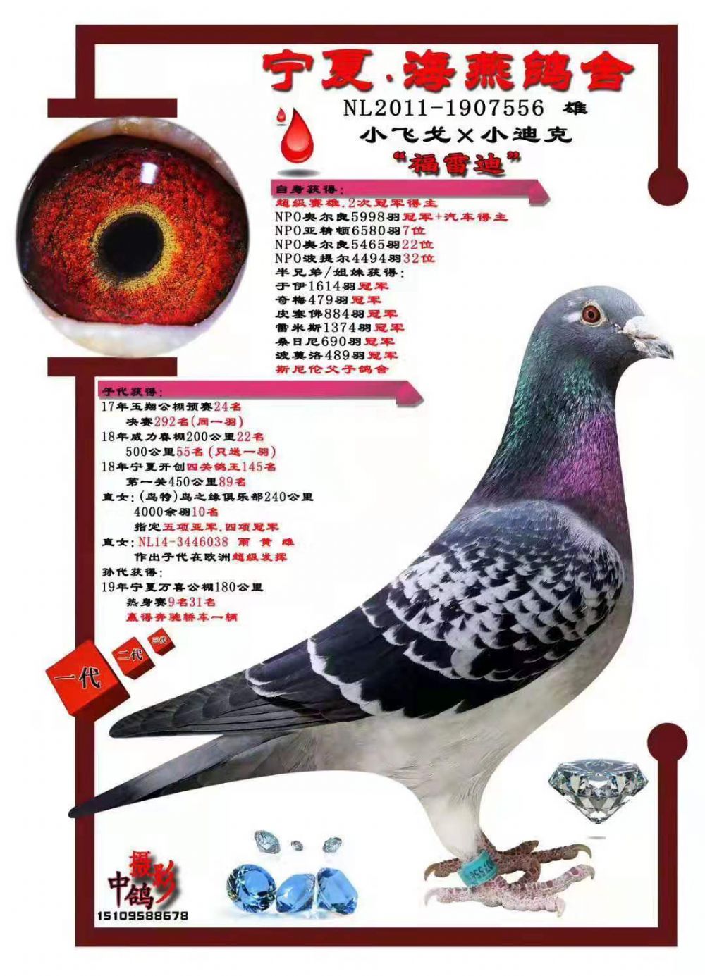 奥尔良冠军_宁夏海燕鸽舍_ ag188.com爱鸽商城_中信网