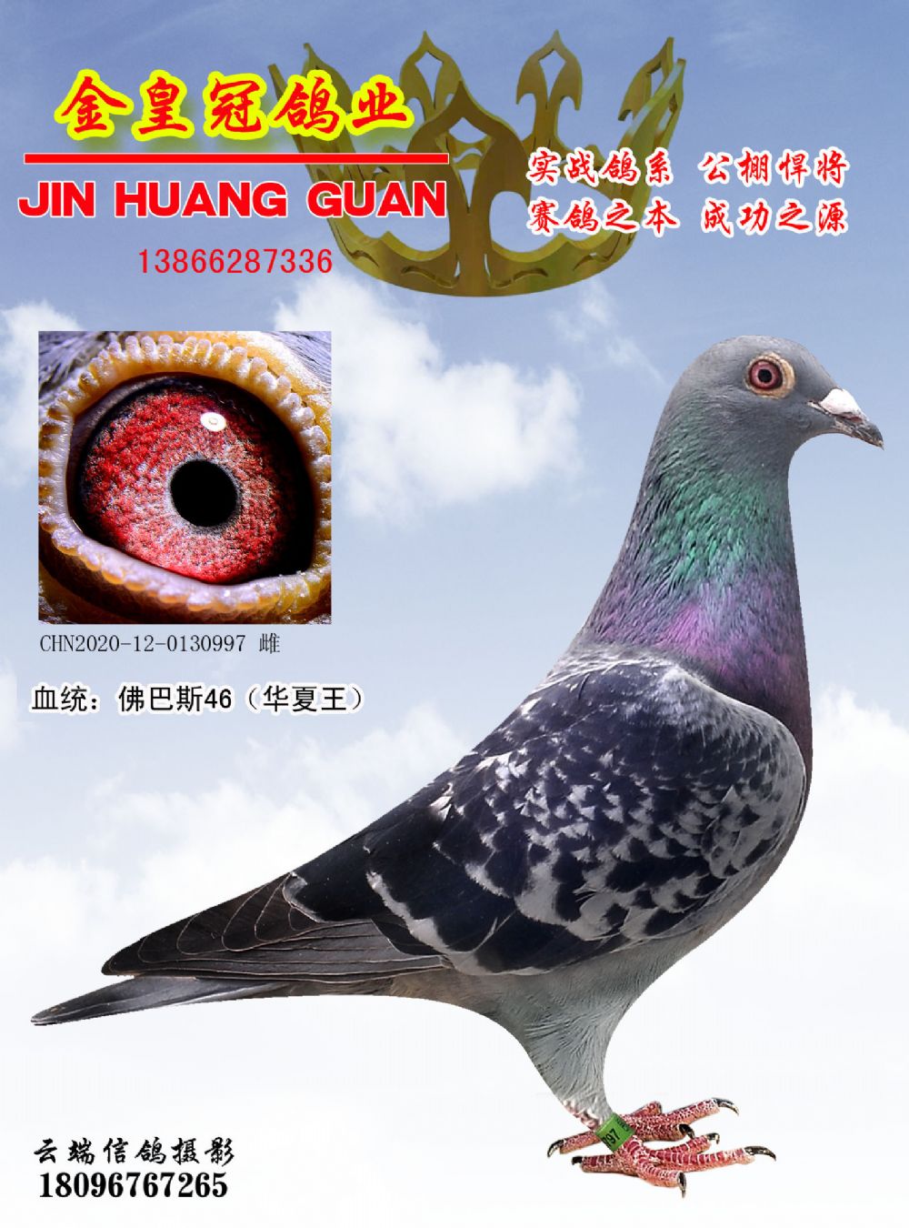 佛巴斯46(华夏王)2020-12-0130997_金皇冠鸽业_ag188.