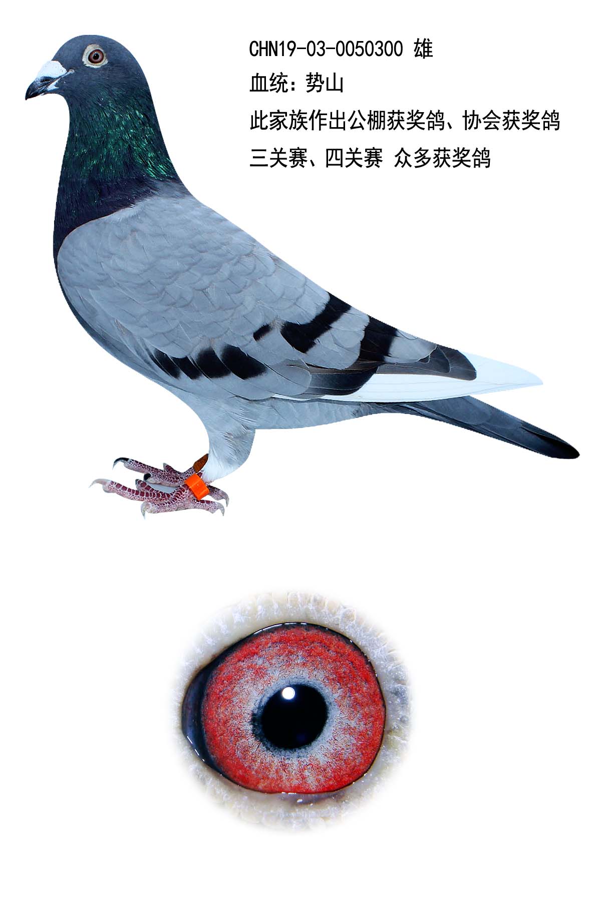 势山300_和飞顺鸽业_ ag188.com爱鸽商城_中国信鸽