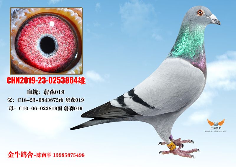詹森019_贵州金牛鸽舍_ ag188.com爱鸽商城_中国信鸽信息网