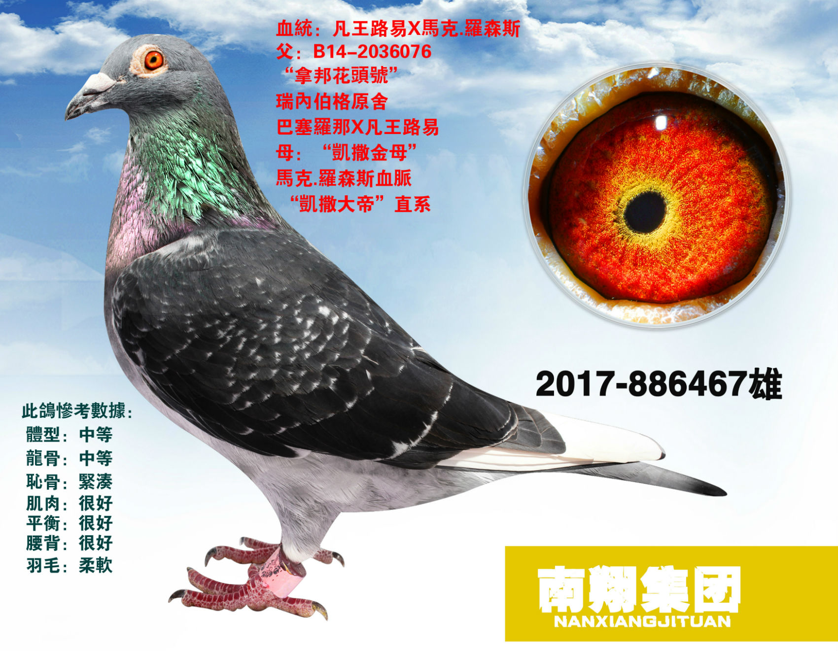 凡王路易_山地豪捷鸽舍_ ag188.com爱鸽商城_中国信鸽