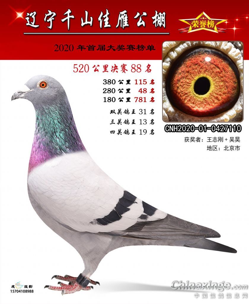 千山佳雁88名_北京志刚鸽舍_ ag188.com爱鸽商城_中信网