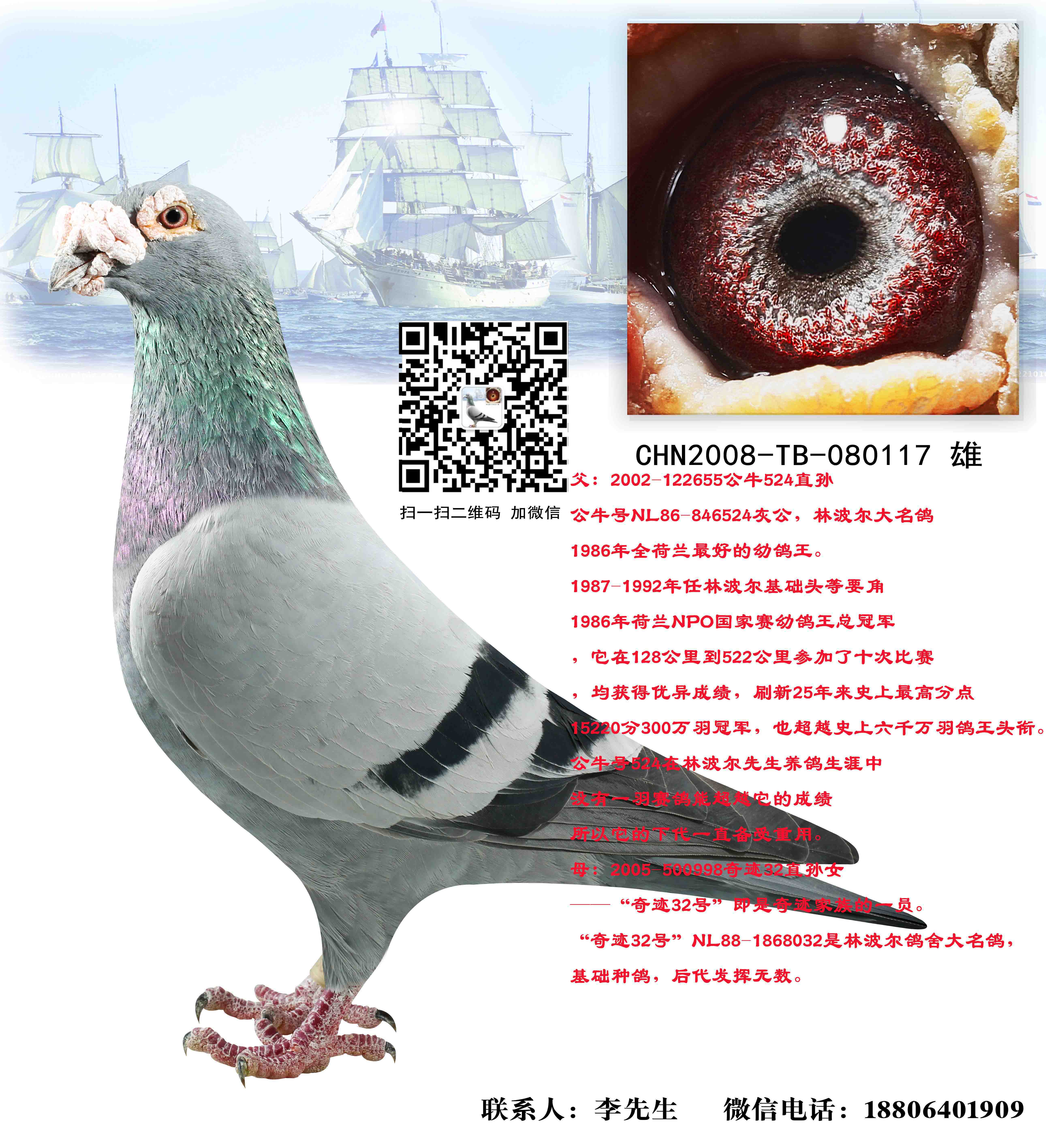 林波尔雄 出售-中国远洋鸽业-中信网爱鸽商城