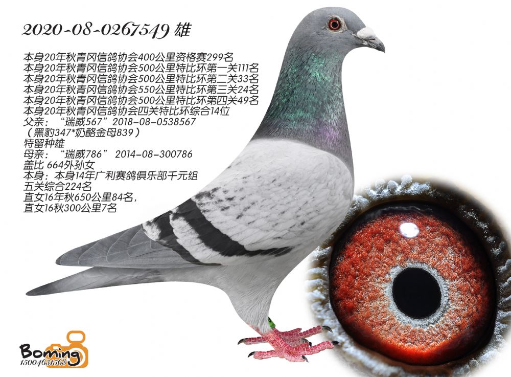 P(gun)C14λ