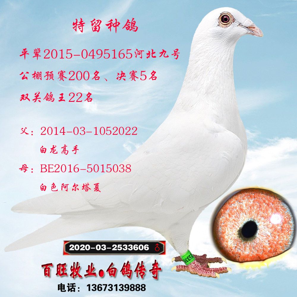20-2533606