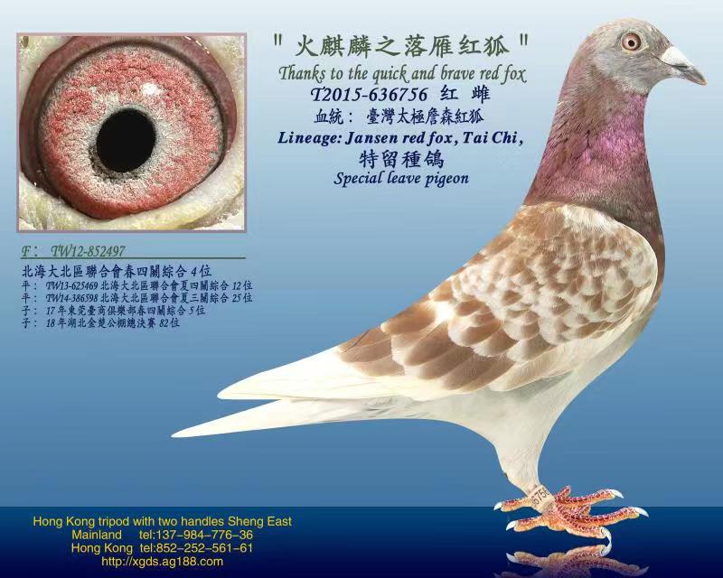 롿ղɭt
