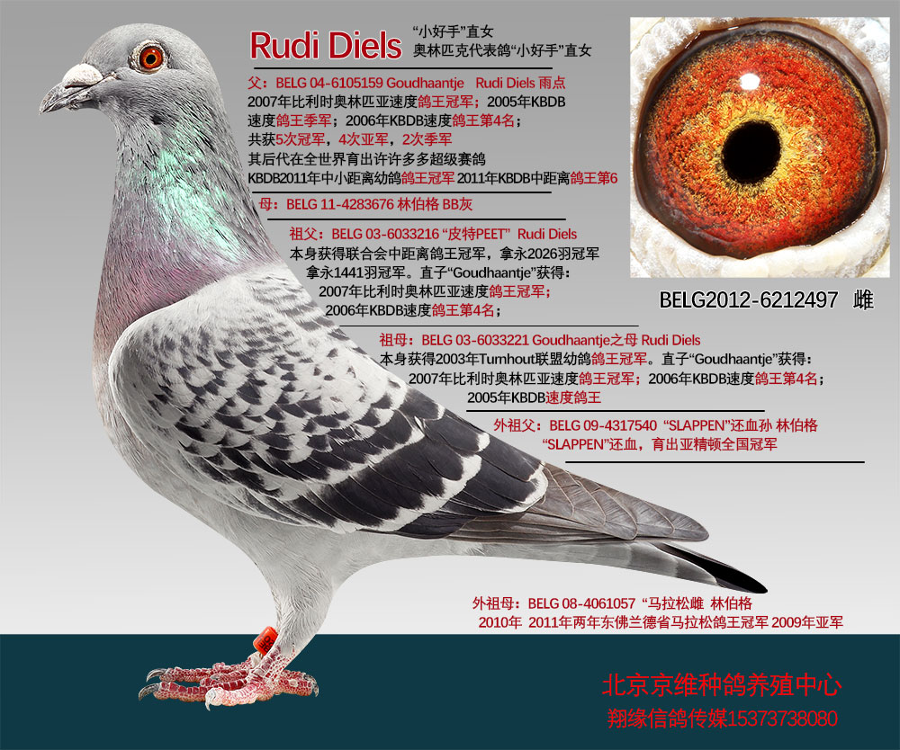 Rudi Diels   BELG2012-6212497