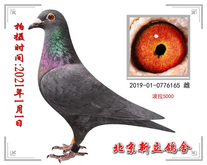波拉5000_北京新立鸽舍_ ag188.com爱鸽商城_中国信鸽
