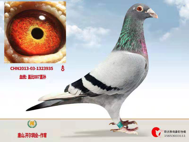 开尔盖比邦德007直孙