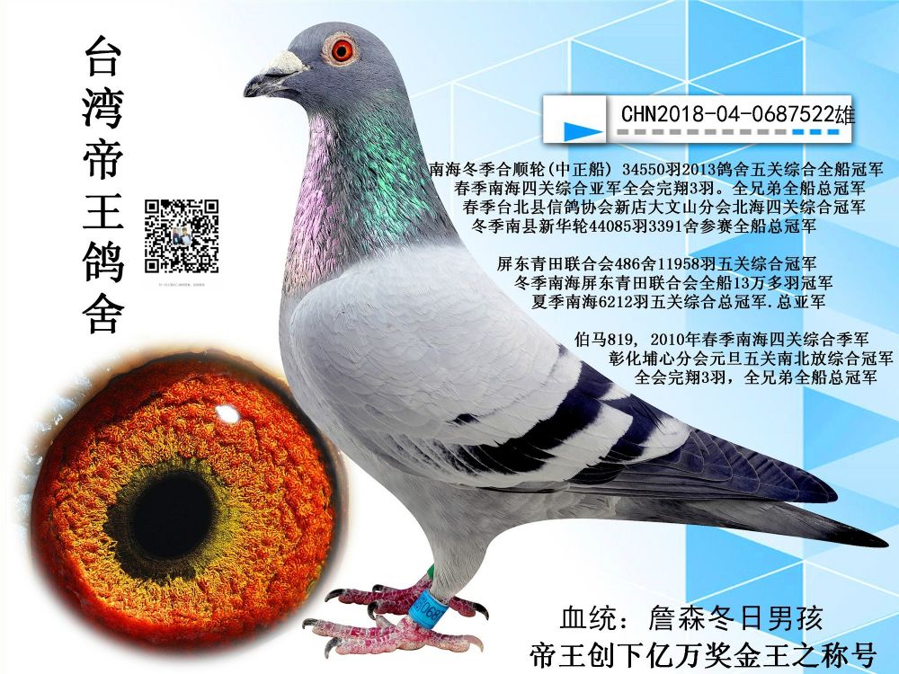 帝王鸽舍-詹森冬日男孩-河北小贾信鸽-中信网爱鸽商城