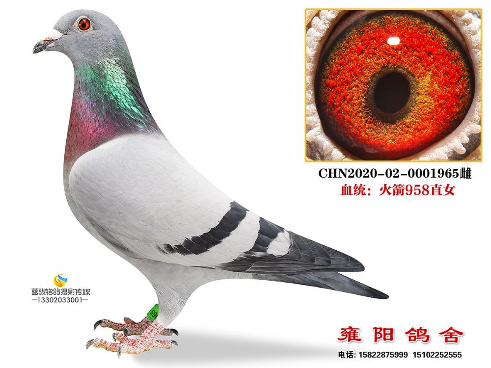 958S䌦ֱŮ