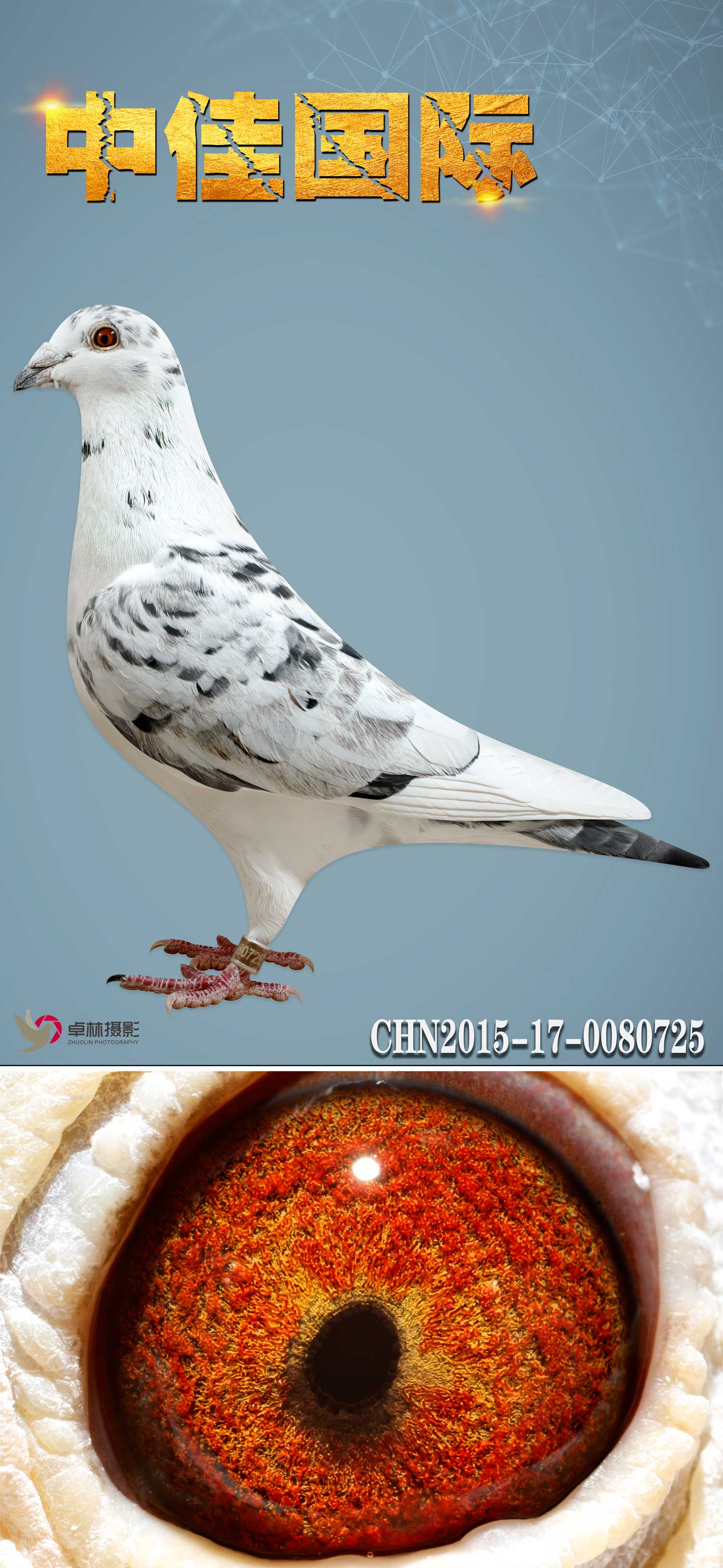 年轻超级克拉克x最爱晚生白_中佳国际名鸽_ ag188.com