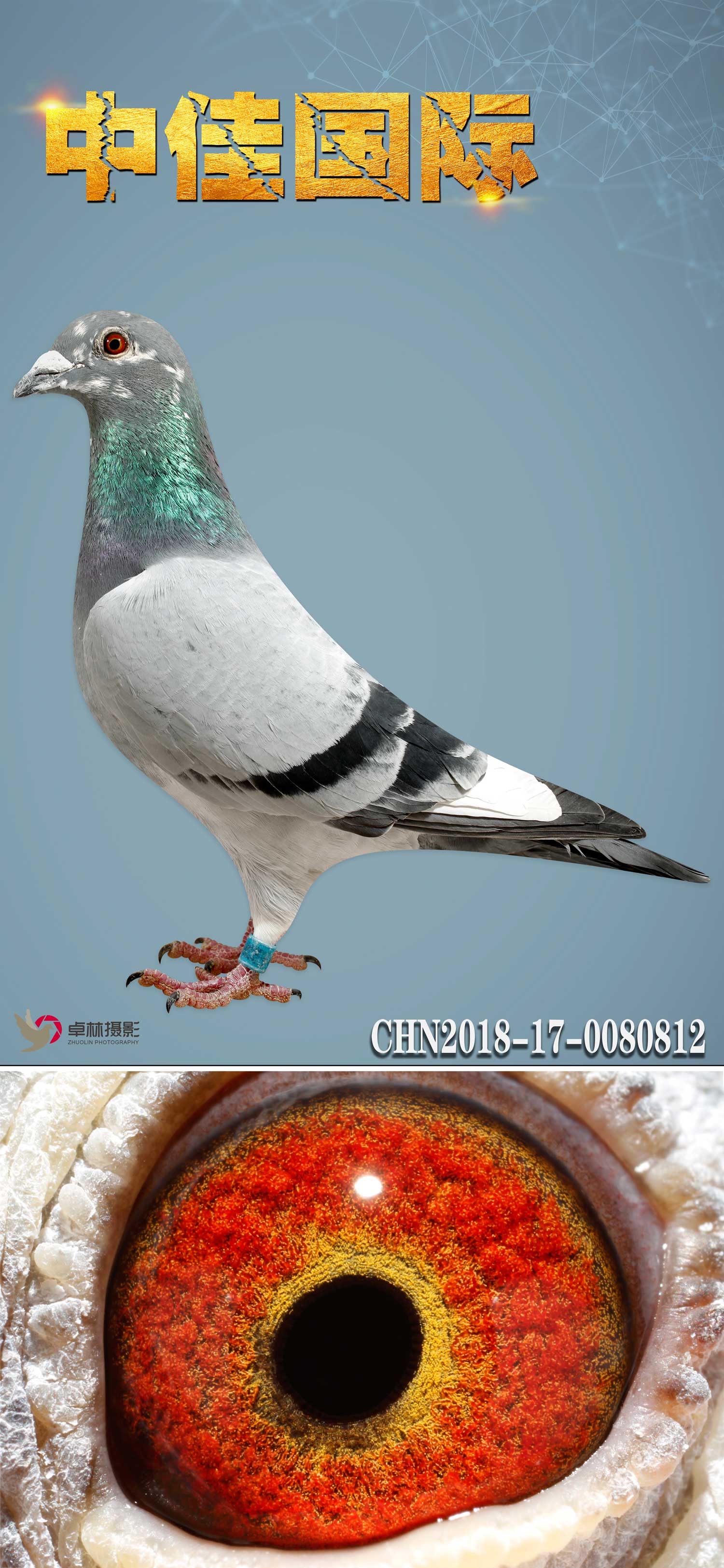 鲁道克拉森灰91近亲直孙