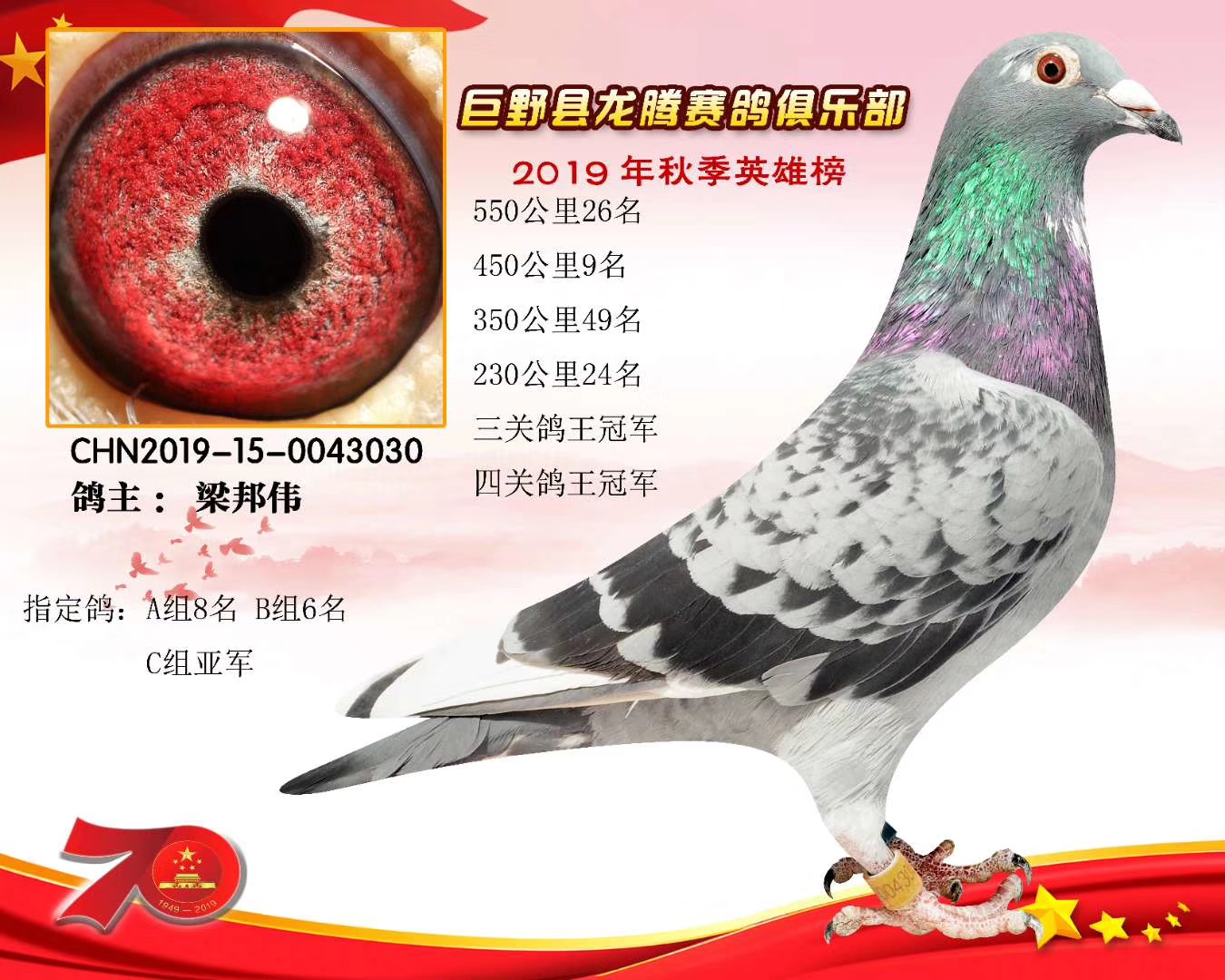 鸽王冠军浪里白条