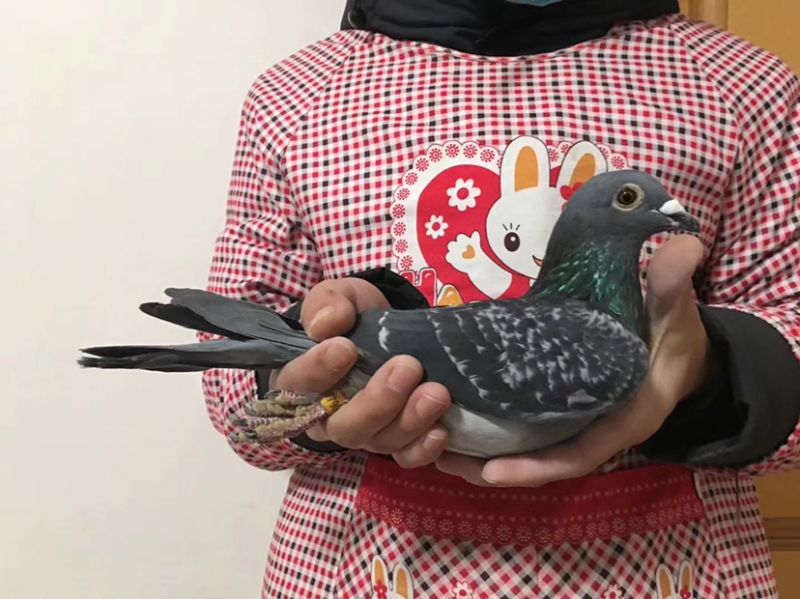 张兴全吴淞跃龙枯雄