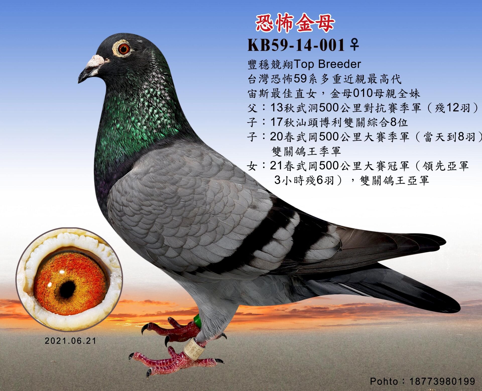色:黑灰眼 砂:黃眼收 藏:3人环 号:14-001性 别:雌目 录:台灣恐怖59