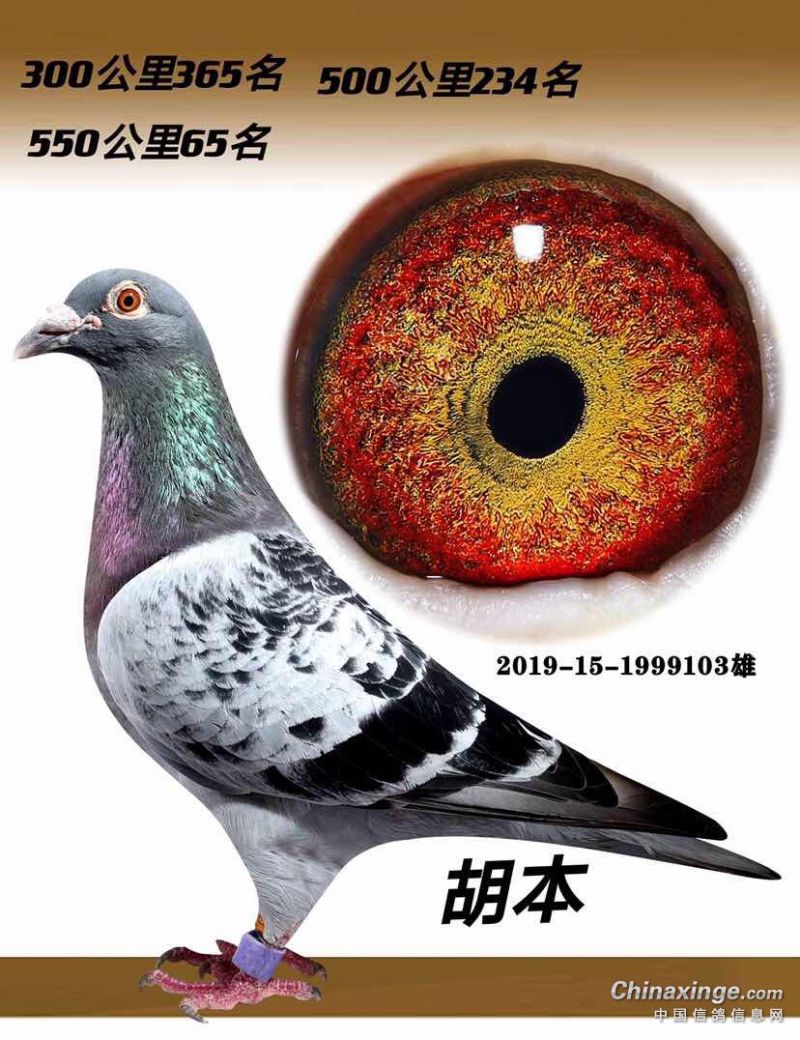 胡本_北京久阳赛鸽_ ag188.com爱鸽商城_中信网
