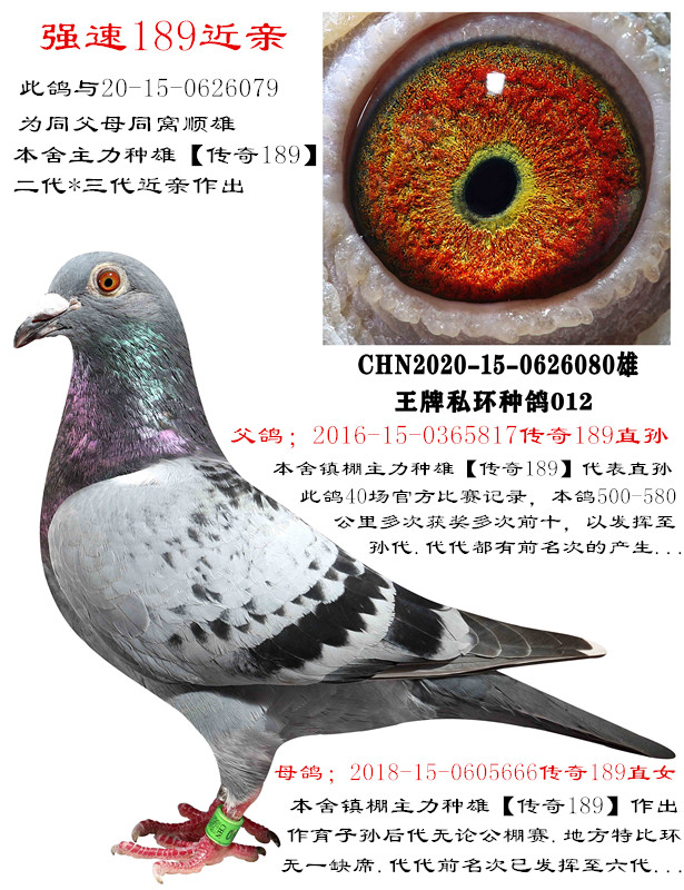 (qing)189-H