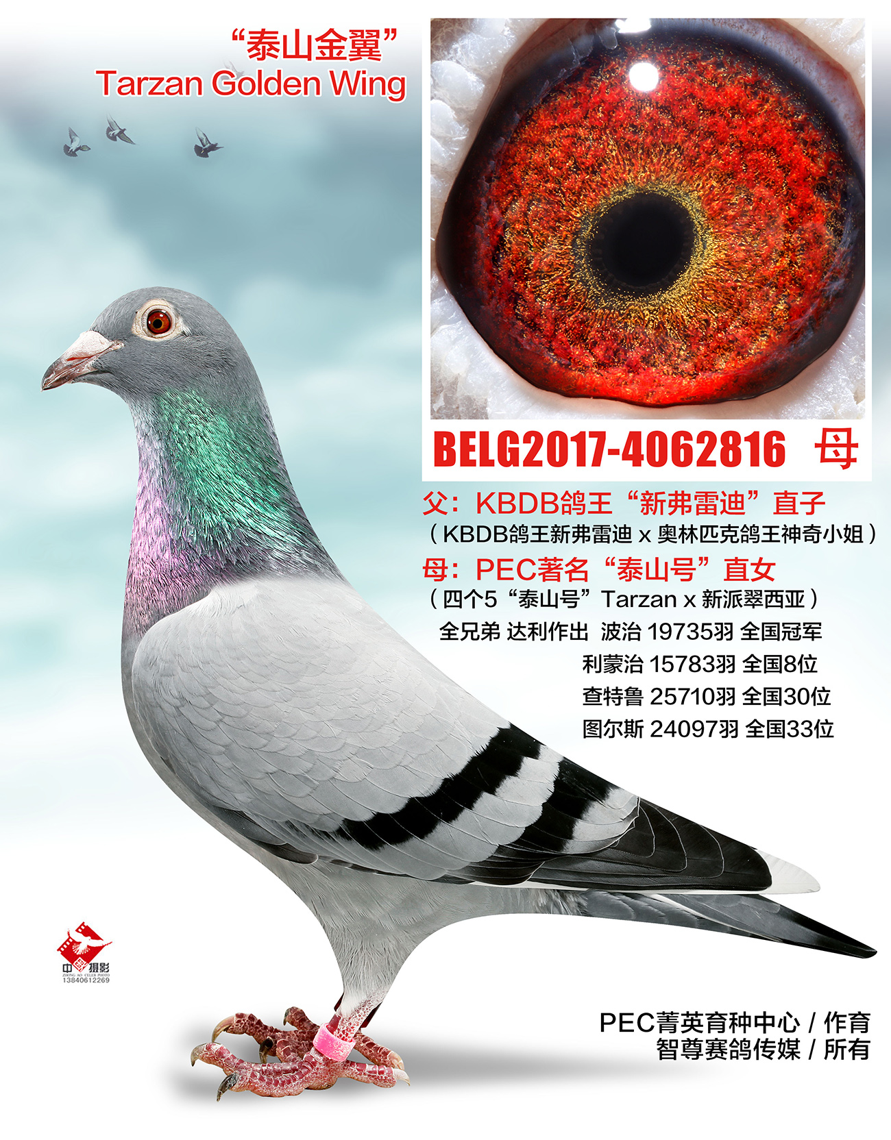 (qing)