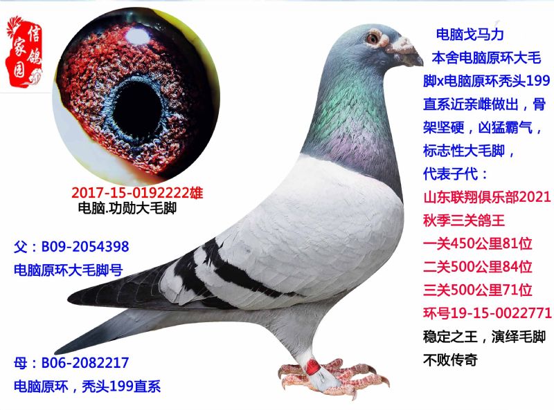 金牌大毛脚,电脑戈马力顶级种雄