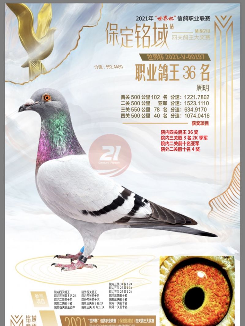 保定铭域四关职业鸽王36名