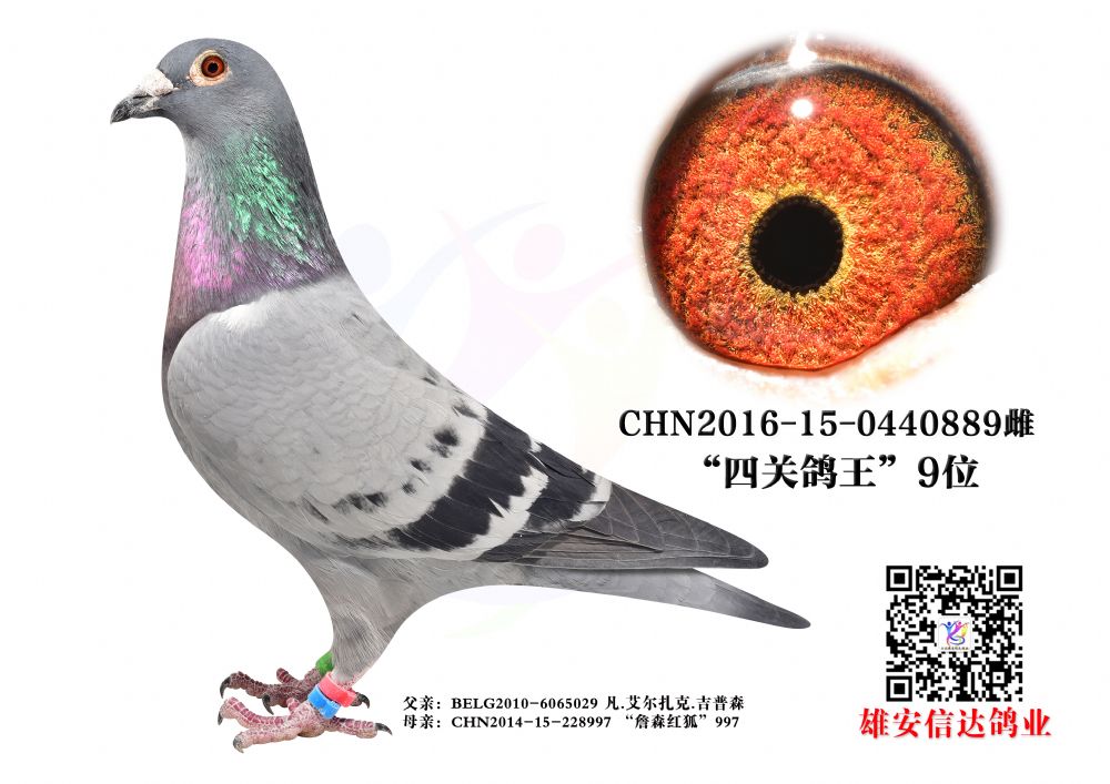 |IP(gun)9λ
