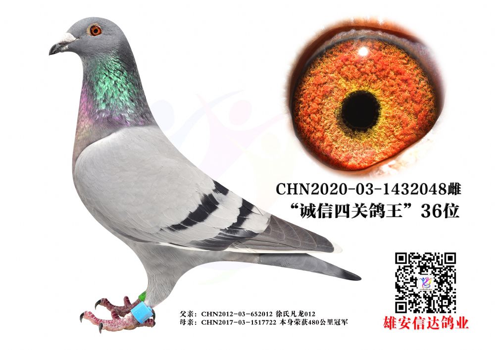 \(chng)P(gun)36λ