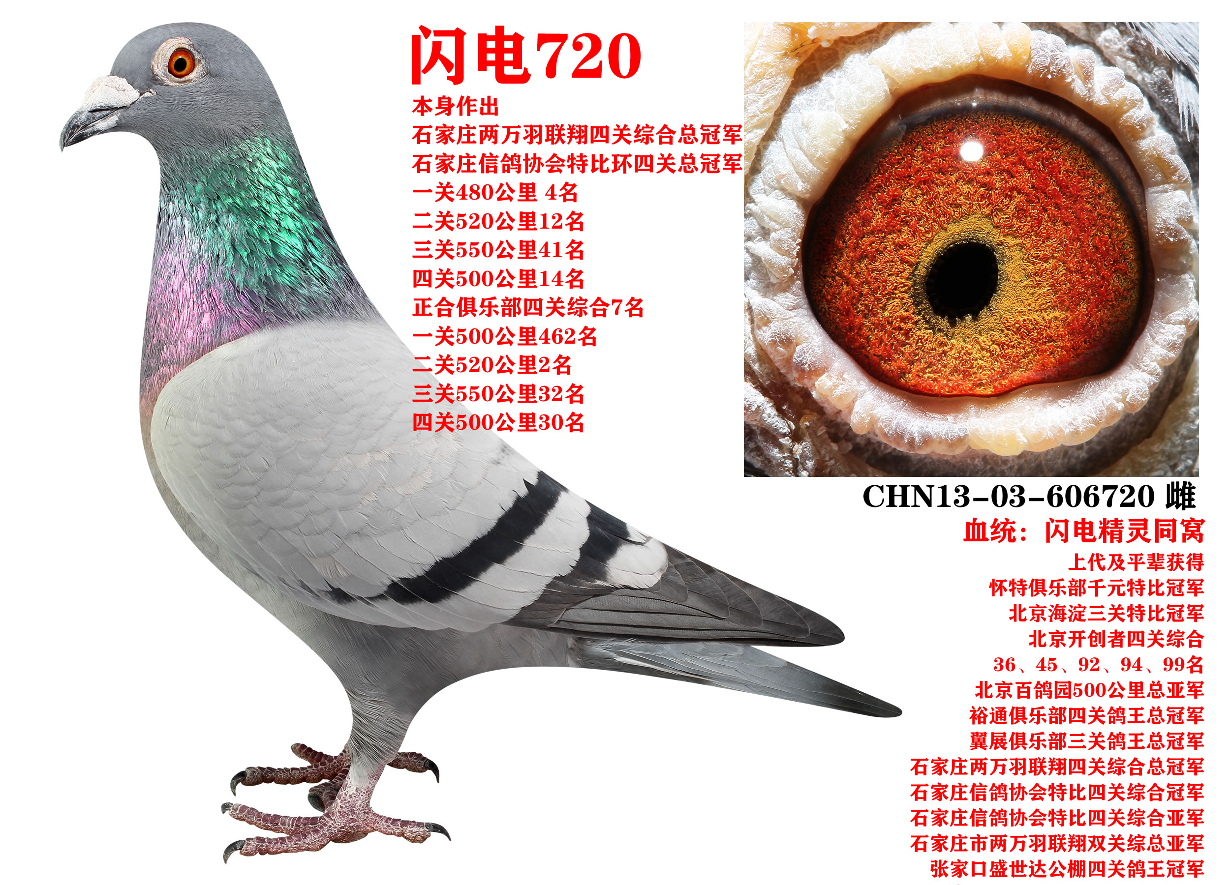 ɣʿ W720