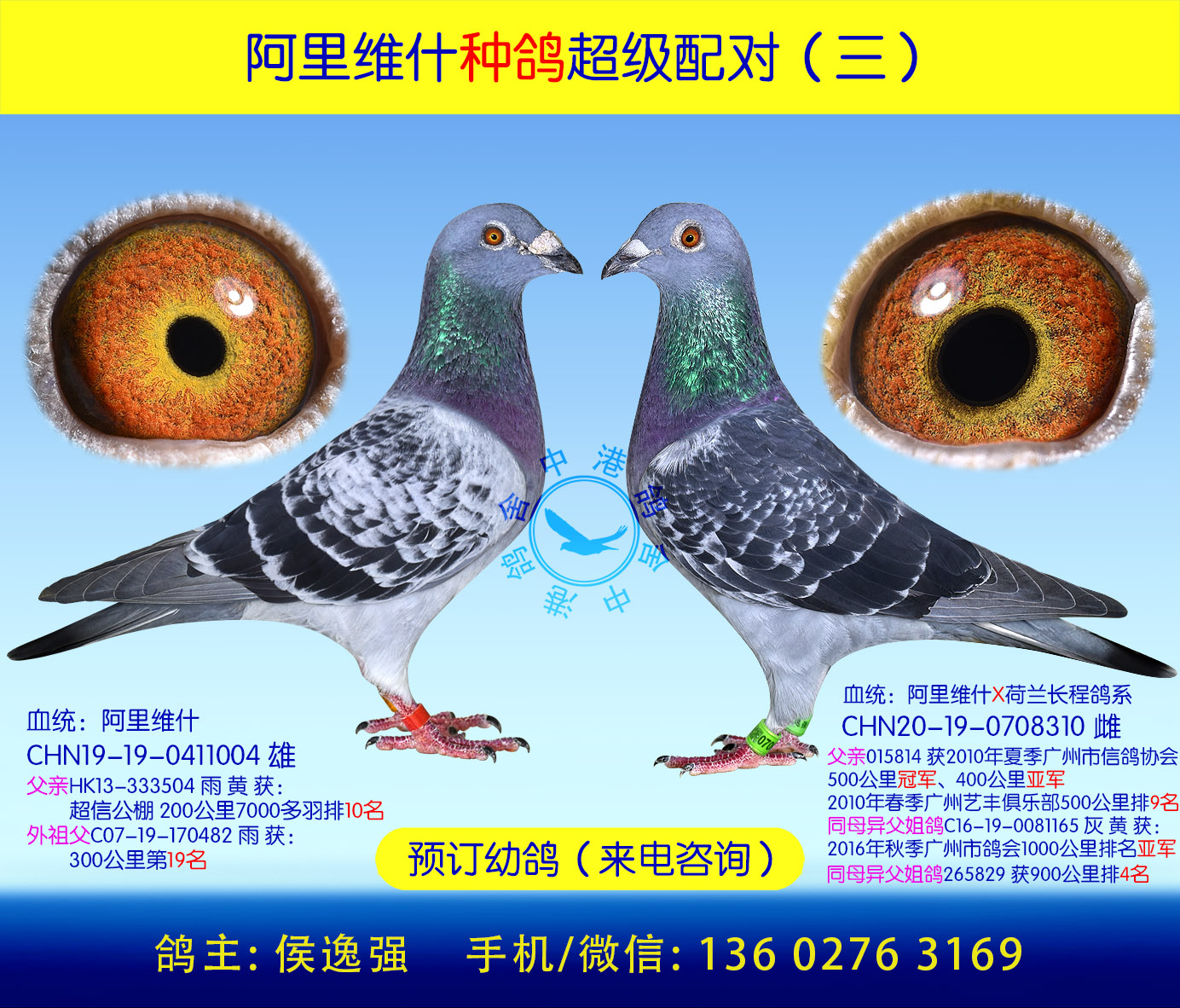 信鸽特征编 号:396920鸽 名:阿里维什种鸽超级配对(三)羽 色-收 藏