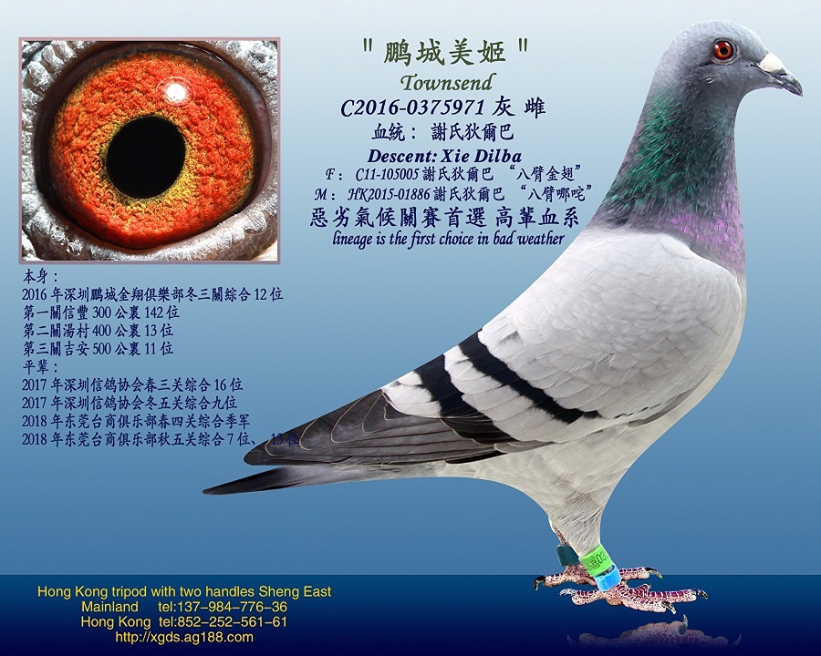 2016i㘷P(gun)C12λ