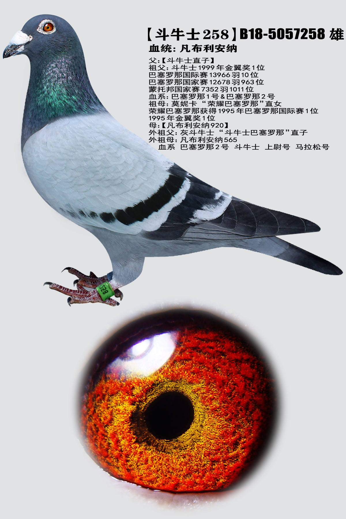ţʿ258