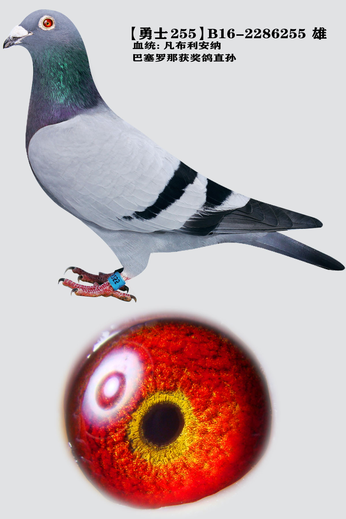 ʿ255