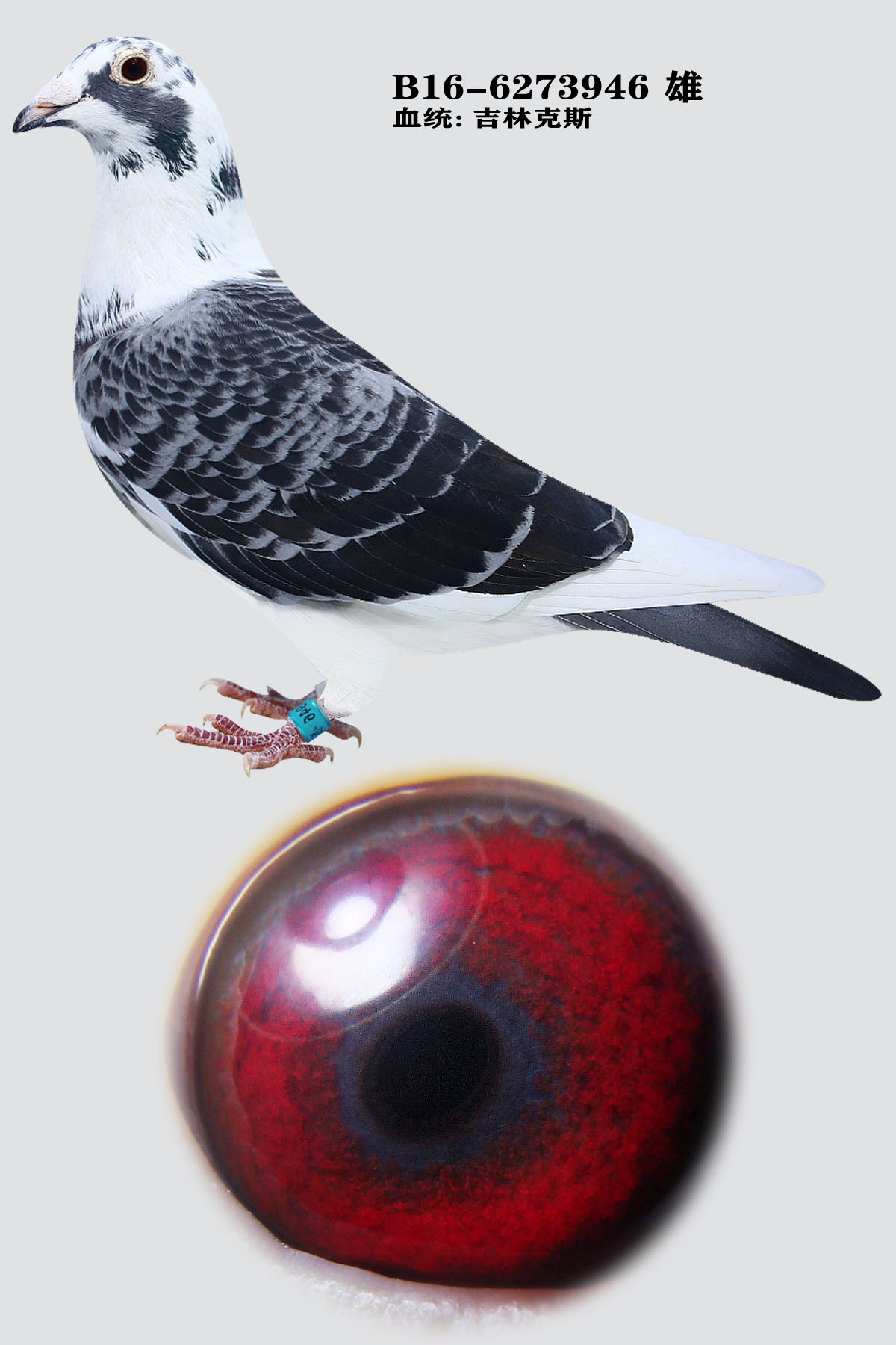 ֿ˹946