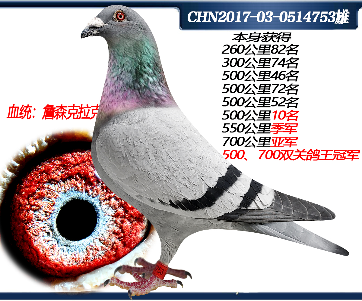 克拉克_蓝天利器鸽业-中信网爱鸽商城