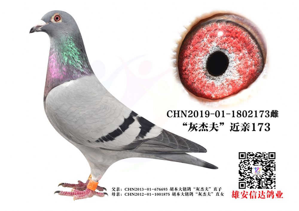 ҽܷH.173