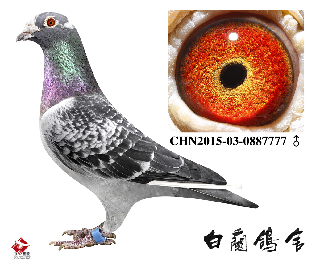 Aֱ777