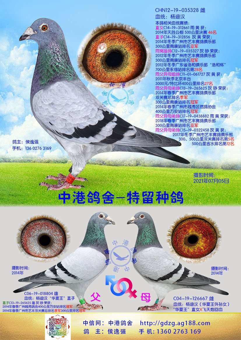 中港杨迪汉种鸽-328