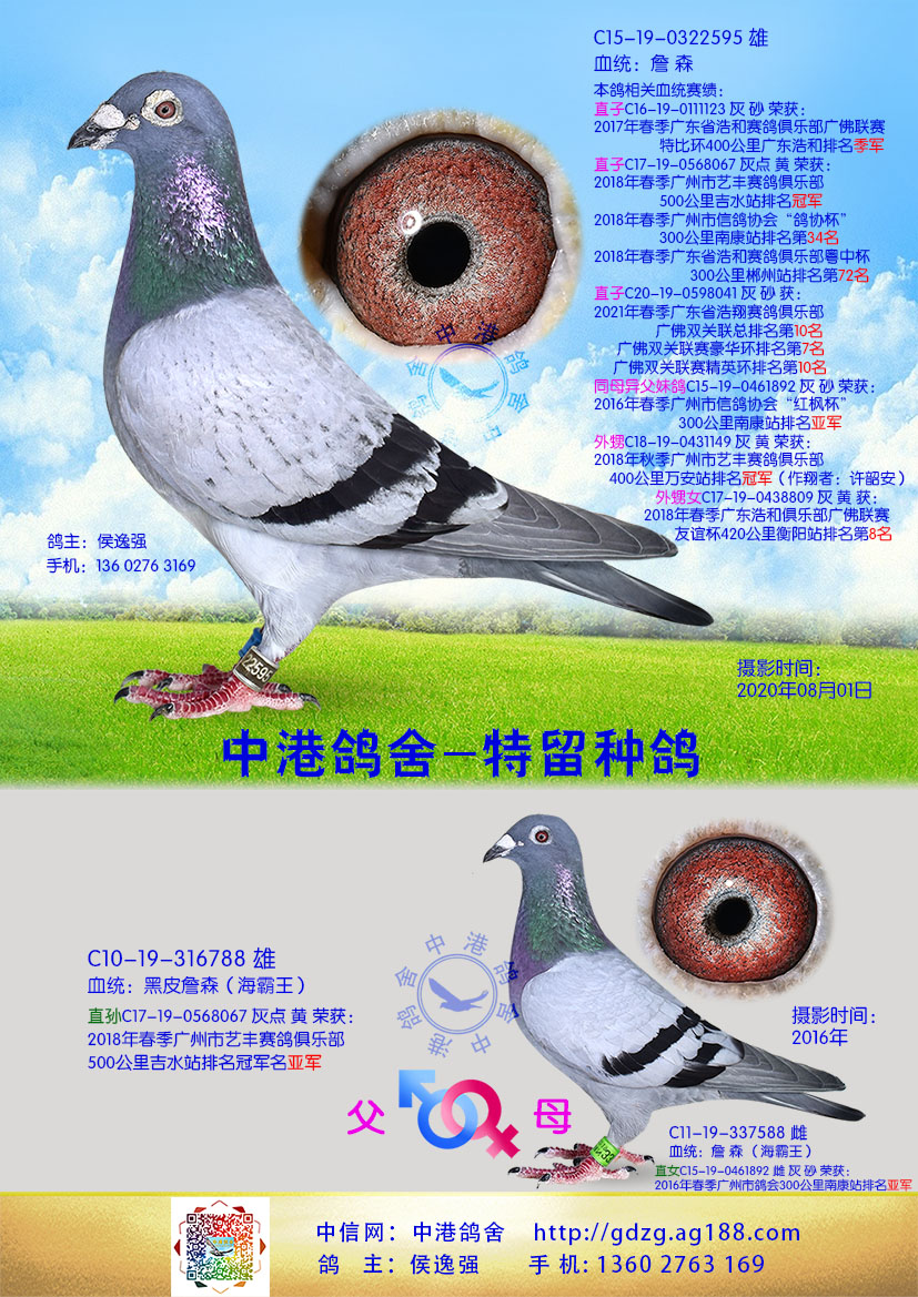 中港詹森种鸽-595