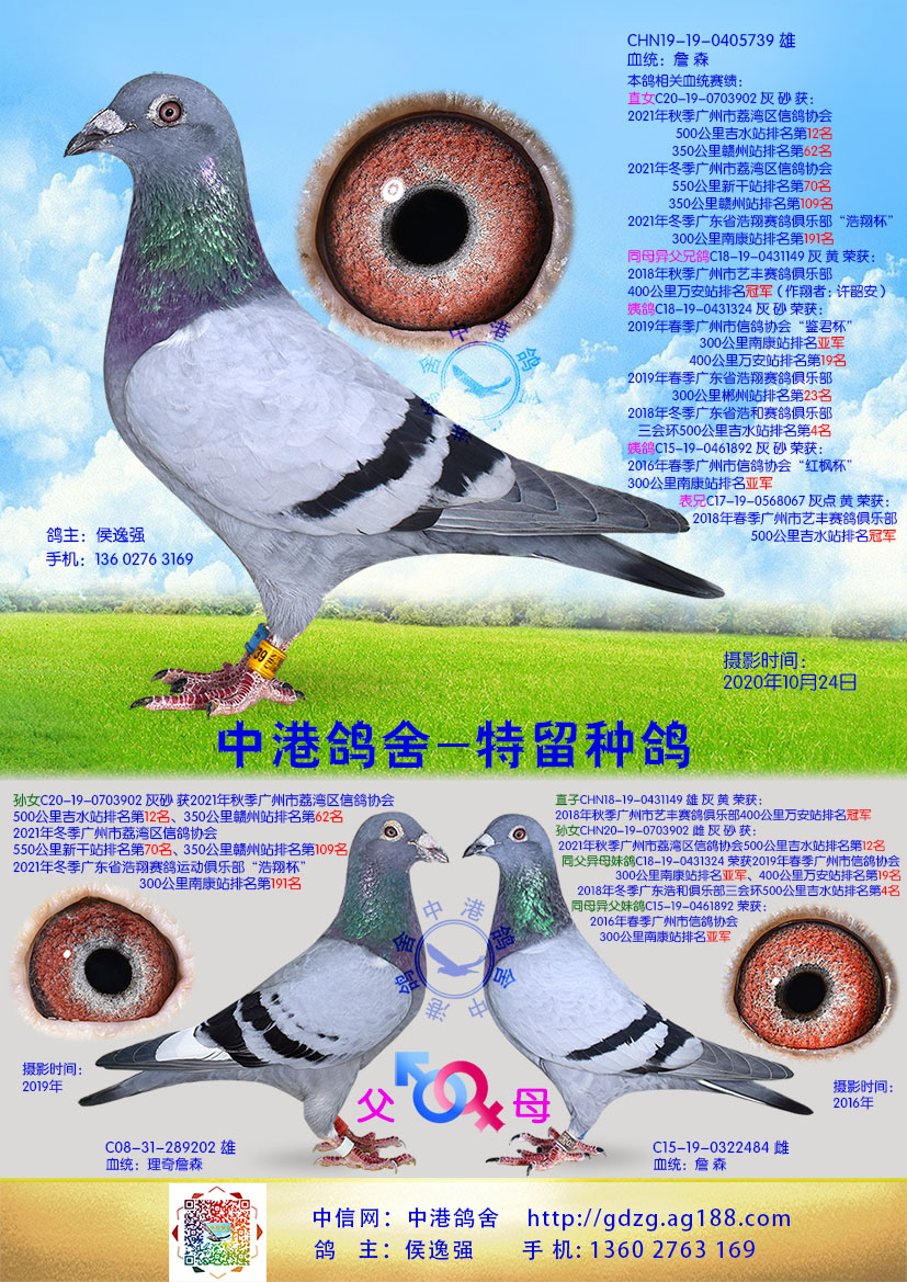 中港詹森种鸽-739