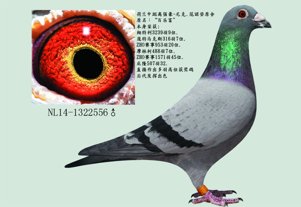 小飞戈代表鸽“百乐富”556